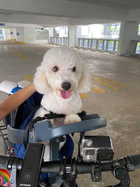 Pak-a-Pooch (Pet Carrier) comes with detachable mount and booster seat - Image 3