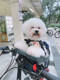Pak-a-Pooch (Pet Carrier) comes with detachable mount and booster seat - Image 2